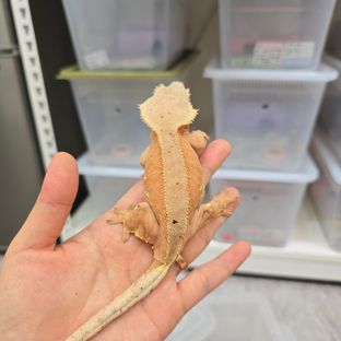벅스킨 레드 달마시안