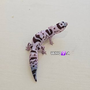 화이트아웃 오레오