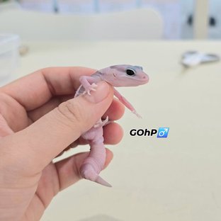 고스트 오레오 헷 패턴리스