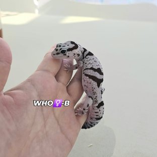 화이트아웃 오레오