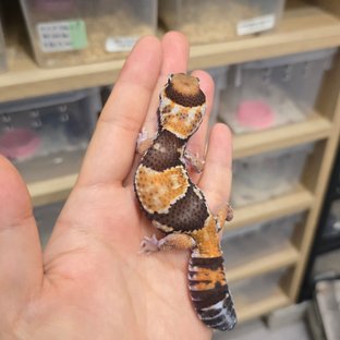 노멀 헷 아멜라니스틱 헷 패턴리스