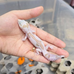 오레오 카라멜 화이트아웃 줄루