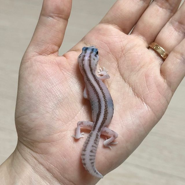 오레오 패턴리스 헷 고스트