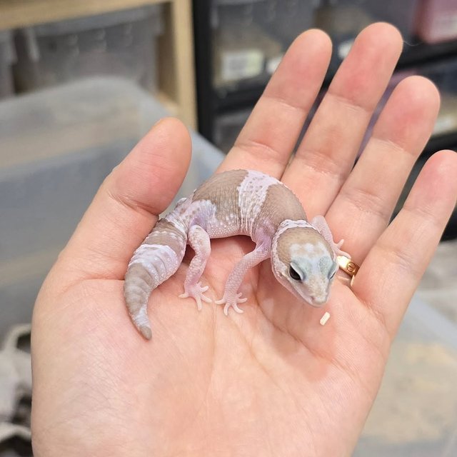 오레오 카라멜 헷 줄루