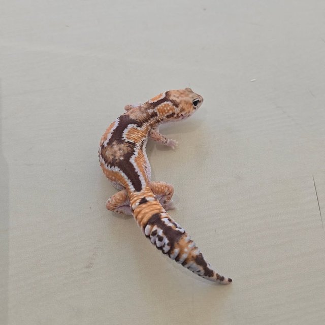 줄루 헷 고스트 헷 오레오