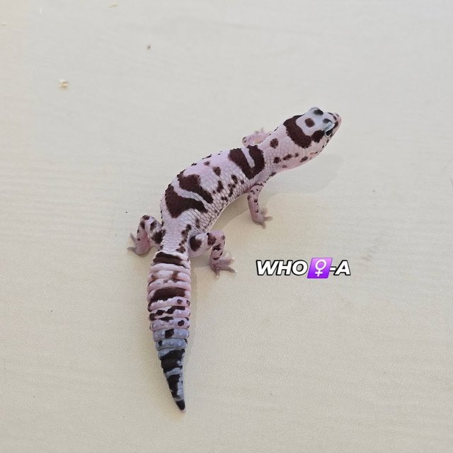 화이트아웃 오레오