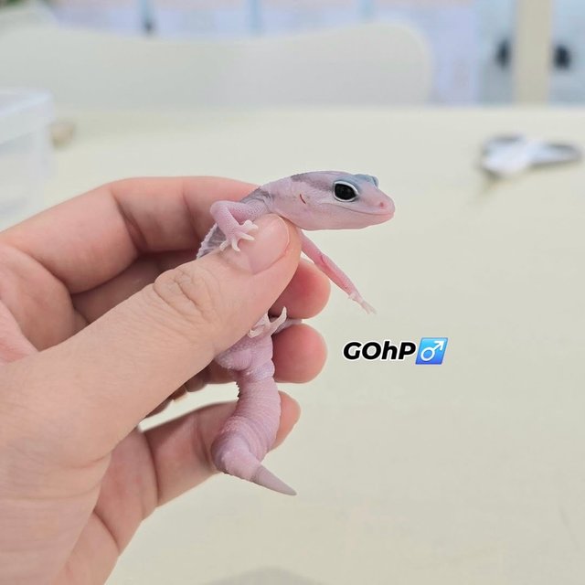 고스트 오레오 헷 패턴리스