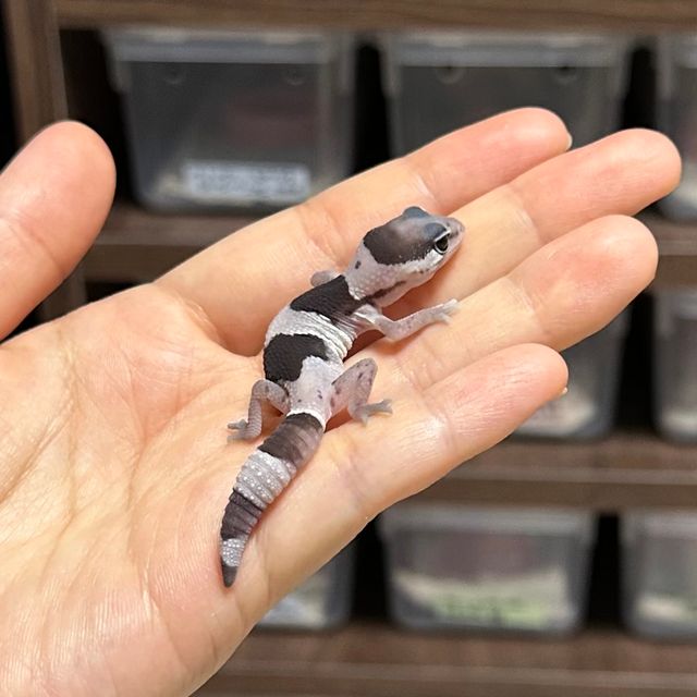 오레오 헷 카라멜 헷 줄루