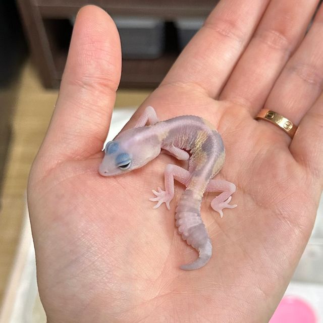 고스트 줄루 헷 오레오