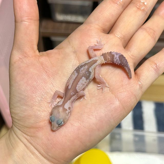 카라멜 줄루 헷 오레오