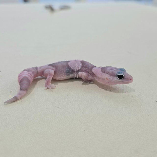 고스트 오레오 헷 패턴리스