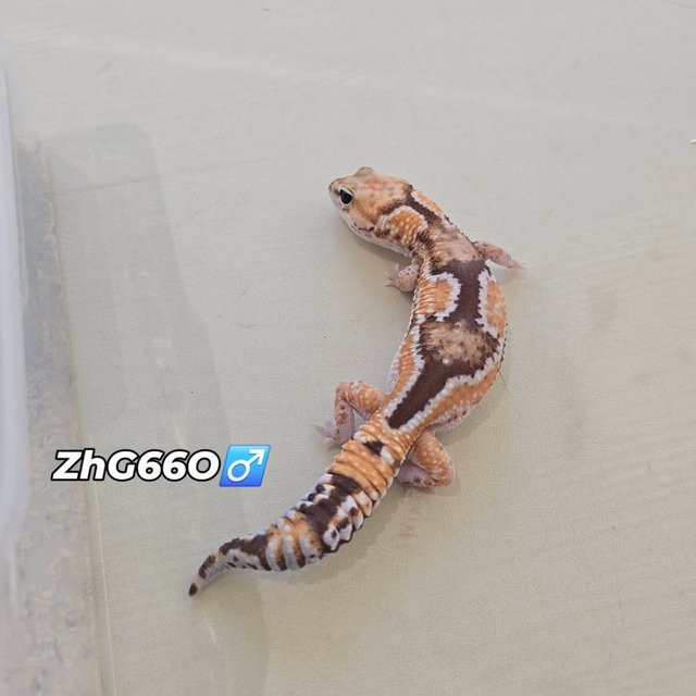 줄루 헷 고스트 헷 오레오