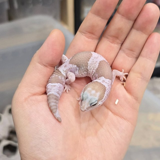 오레오 카라멜 헷 줄루