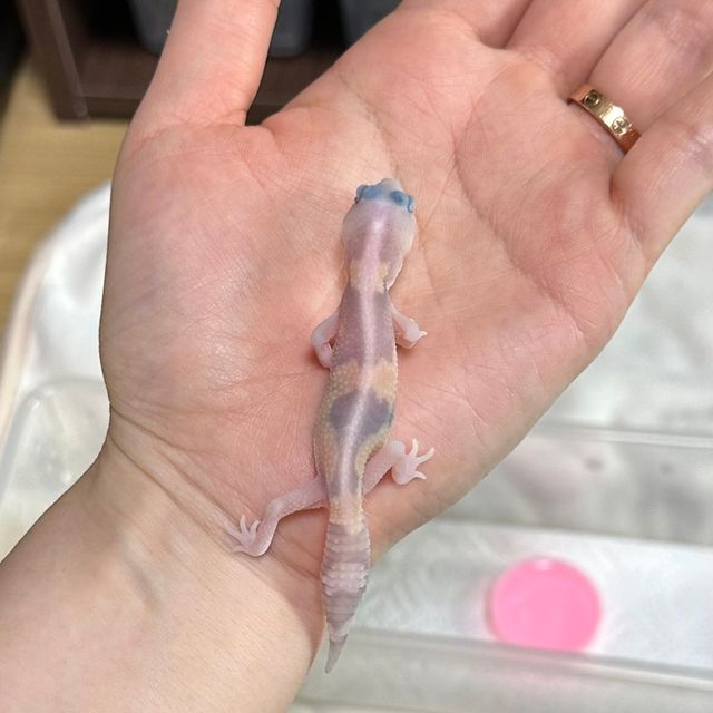 고스트 줄루 헷 오레오
