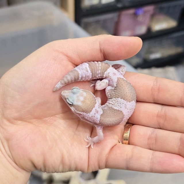 오레오 카라멜 헷 줄루