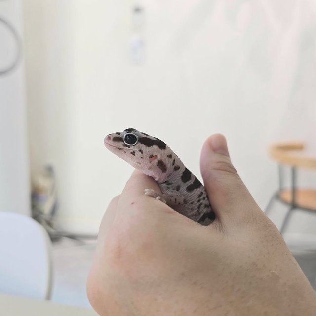 화이트아웃 오레오