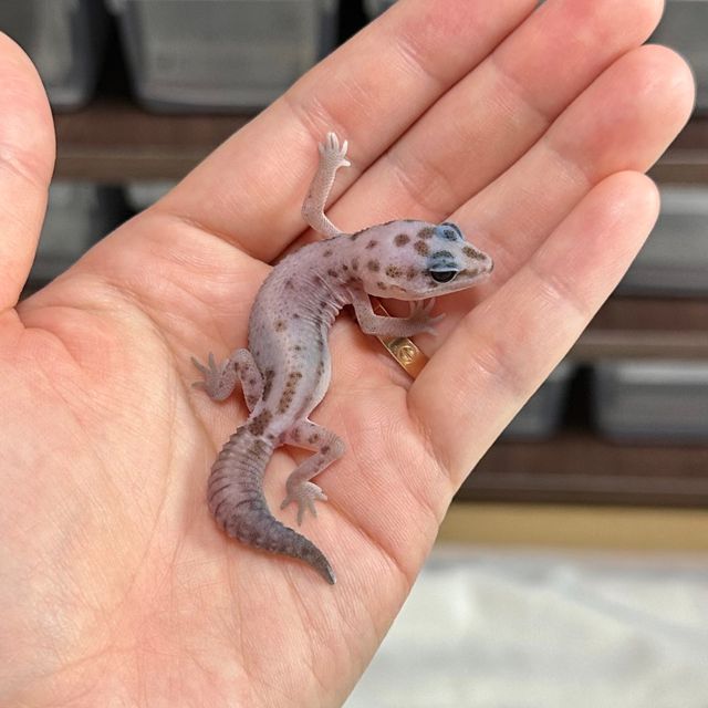 오레오 패턴리스 헷 고스트