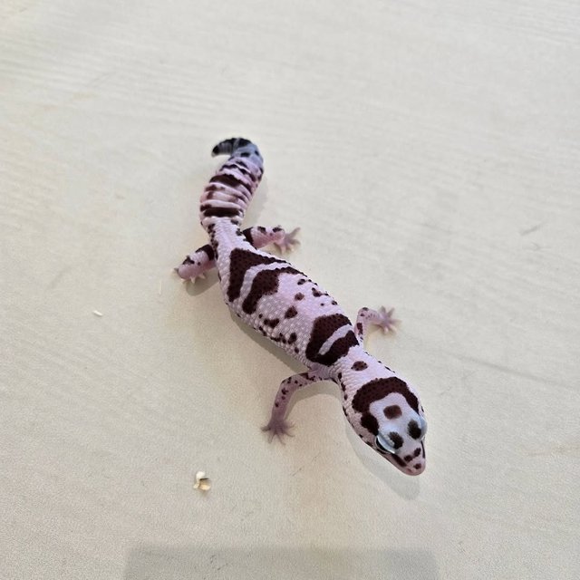 화이트아웃 오레오