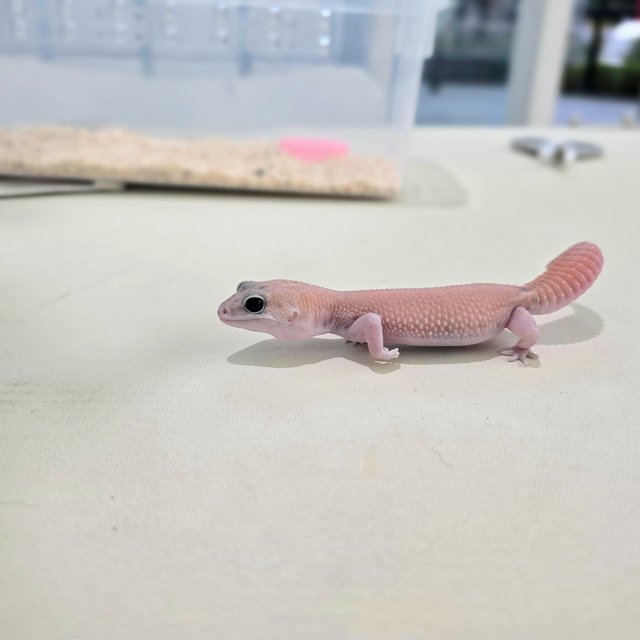 고스트 패턴리스 헷 오레오