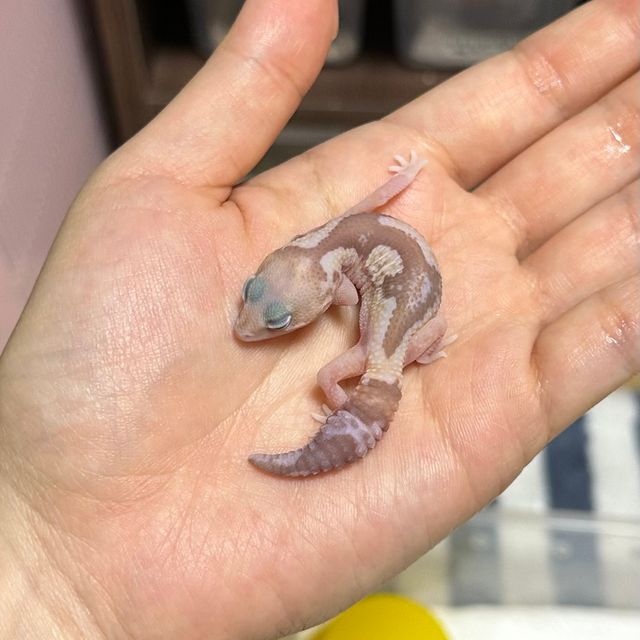 카라멜 줄루 헷 오레오