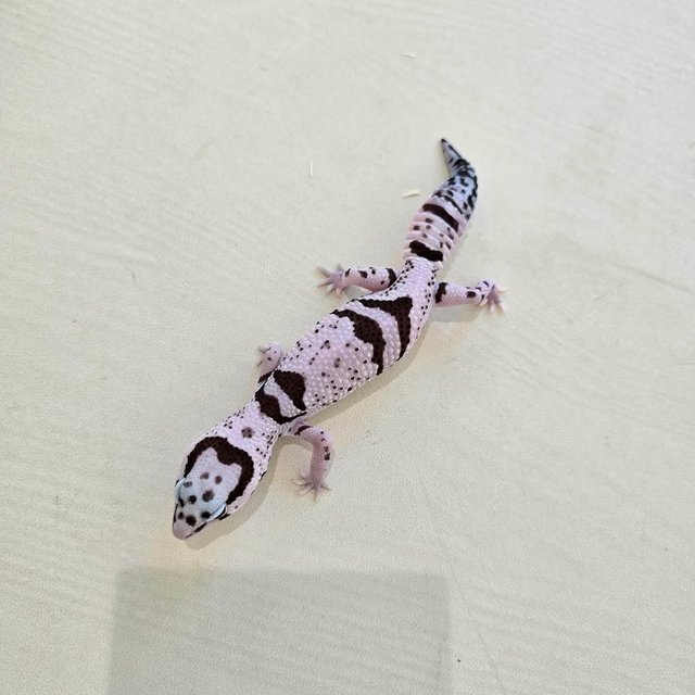 화이트아웃 오레오