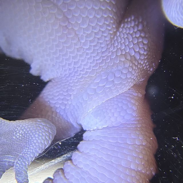패턴리스