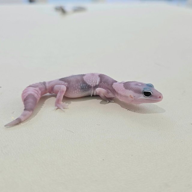 고스트 오레오 헷 패턴리스