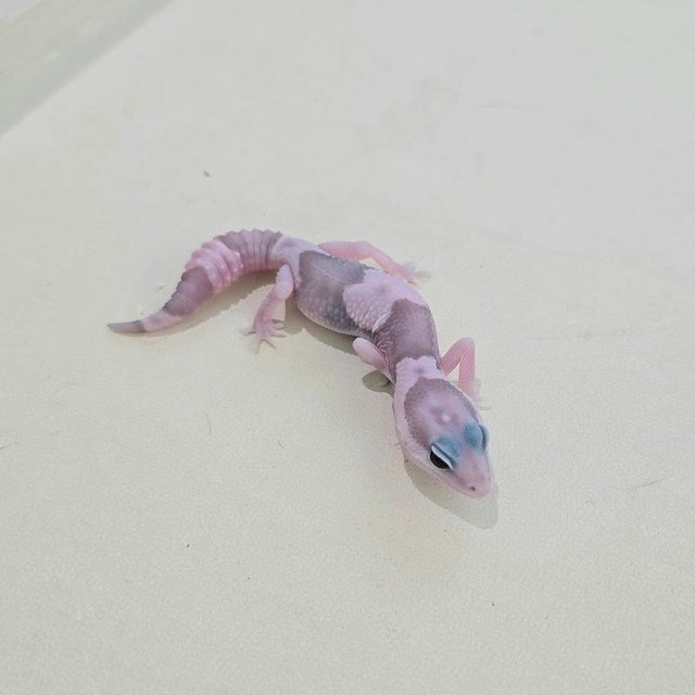 고스트 오레오 헷 패턴리스