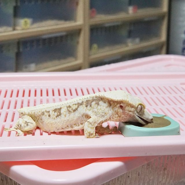 릴리화이트