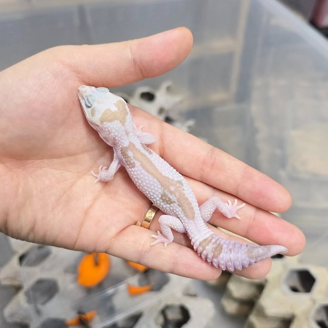 오레오 카라멜 화이트아웃 줄루