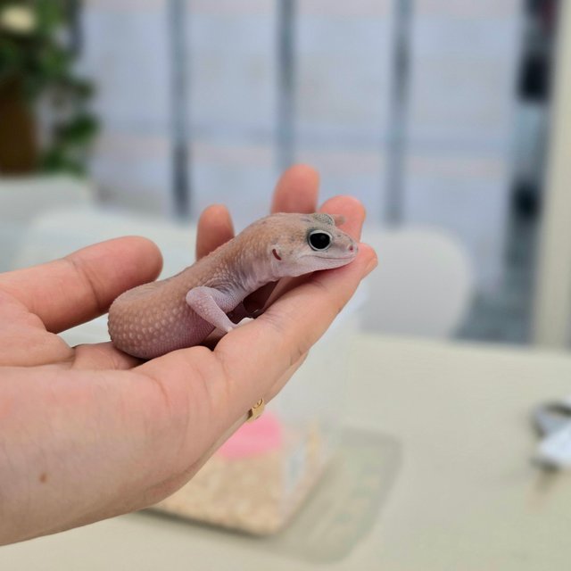 고스트 패턴리스 헷 오레오