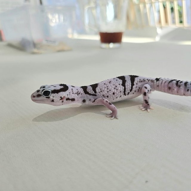 화이트아웃 오레오