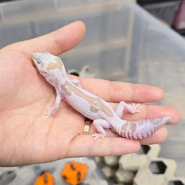 오레오 카라멜 화이트아웃 줄루