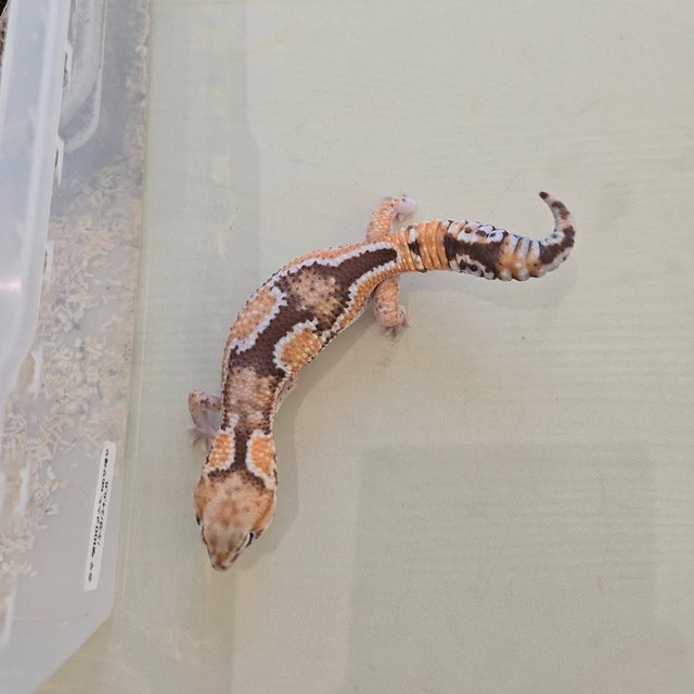 줄루 헷 고스트 헷 오레오