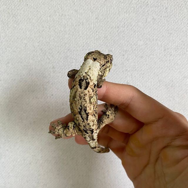 파인아일랜드 화이트카라