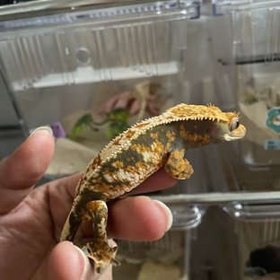 트라이 익스트림할리퀸