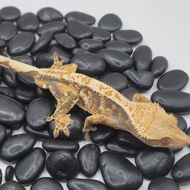 노멀 트라이 드리피 익스트림할리퀸 화이트스팟