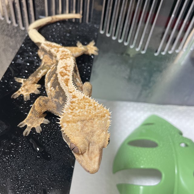 익스트림할리퀸 드리피 트라이