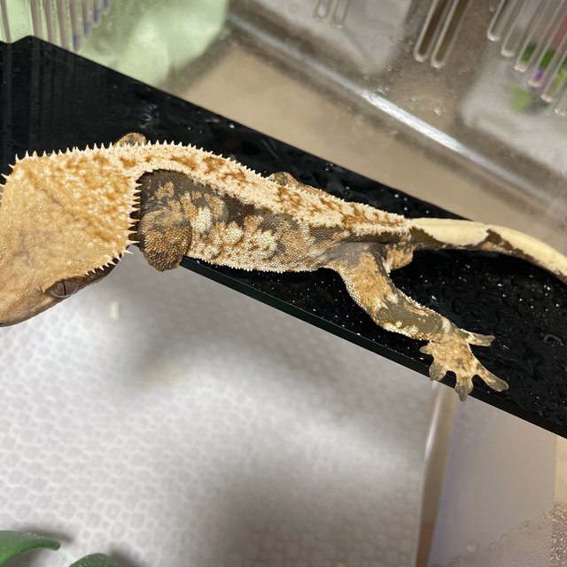 익스트림할리퀸 드리피 트라이