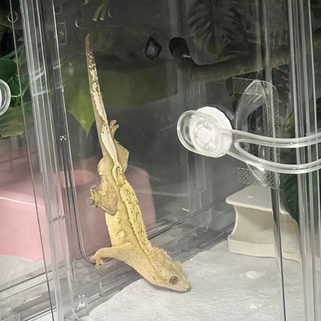 크림시클