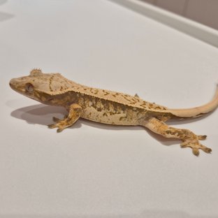 노멀 핀스트라이프