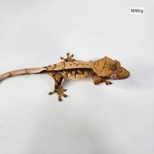텐저린 트라이