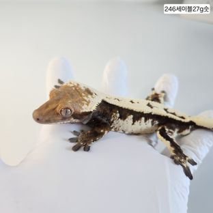 세이블