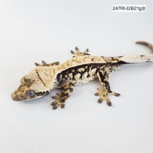 화이트스팟 노멀 트라이