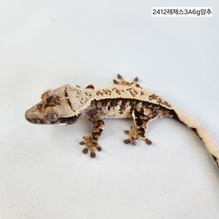 트라이 익스트림할리퀸 화이트
