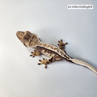 화이트 익스트림할리퀸 핀스트라이프