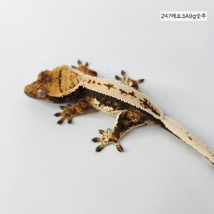 블랙 화이트 텐저린 트라이