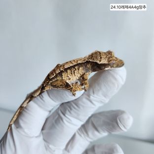 트라이 익스트림할리퀸 핀스트라이프