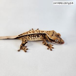 트라이 텐저린 익스트림할리퀸