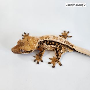 텐저린 트라이 익스트림할리퀸 풀핀